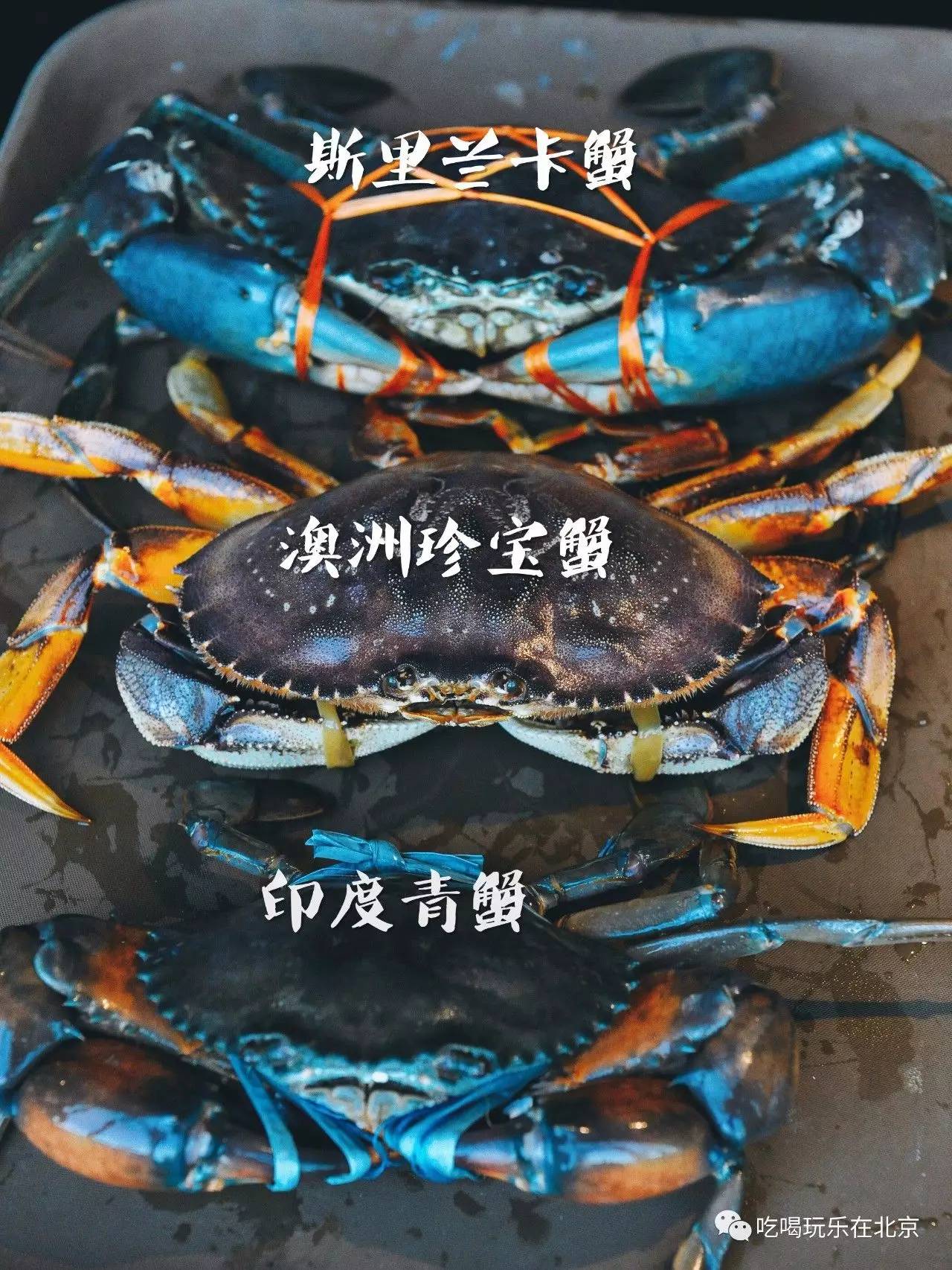 点一只斯里兰卡蟹或者珍宝蟹 就送一只印度青蟹 点几只就送几只哟