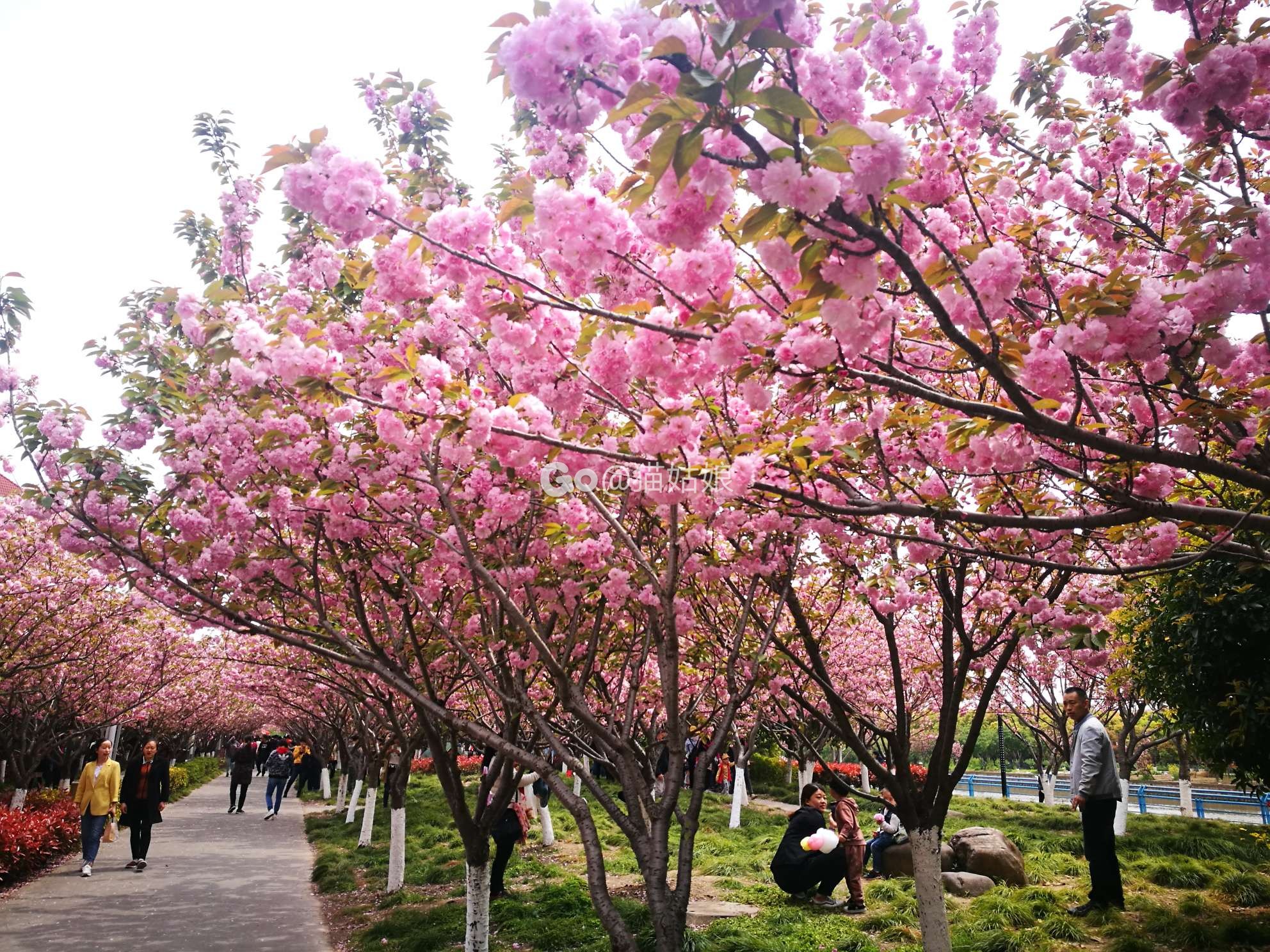 看花踏青季,首选"樱花园"